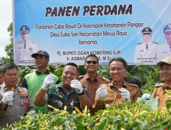 Panen Raya Cabe di OKI Berhasil Tekan Angka Inflasi