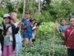 Kelompok Tani Poco Leok Binaan PLN UIP Nusra Kembali Panen Sayur Hasil Budidaya Hortikultura