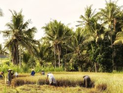 Dorong Produksi Padi, Petani di Lombok Utara Dapat Program Perluasan Areal Tanam