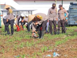 Polres Lombok Utara dan Dinas KP3 KLU Lakukan Pemupukan Perdana Tanaman Jagung