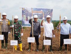 Lahan PSR di OKI Ditanami Padi Gogo, Dukung Swasembada Pangan Presiden Prabowo