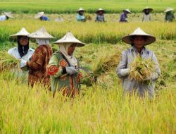 Lahan Pertanian Seluas 521,25 ribu Ha, Banyuasin Berpotensi Kembali Menjadi Penghasil Padi Terbesar di Indonesia