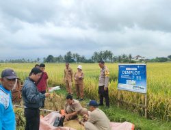 Koborasi Bersama UPTD Dinas Pertanian Polsek Tanjung Ambil Sample Ubinan Padi