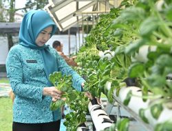 Pj Ketua TP PKK Optimalkan Hasil Panen Sayur Hidroponik di Kebun PKK Banyuasin