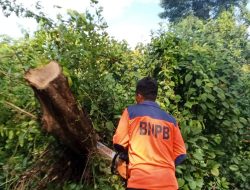 Tanggap Darurat BPBD Muba Evakuasi Pohon Tumbang, Jalan Sekayu-Bandar Jaya Kembali Normal setelah Hujan Deras