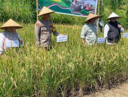 Kapolres Lombok Utara Hadiri Panen Raya Padi Serentak 14 Provinsi di Indonesia