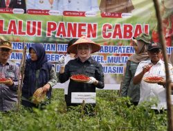 Panen Perdana, Wakil Bupati Netta Apresiasi Program Pemanfaatan Lahan Kelompok Petani Cabai