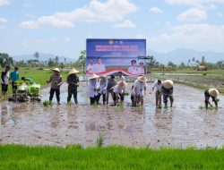 TNI dan Petani Bergerak Serentak! Danrem 162/WB Dampingi Vicon Menanam Padi Bareng Presiden