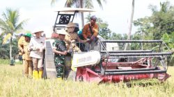 Panen Raya Serentak, 3 Besar Penghasil Gabah Nasional Banyuasin Optimis Optimalkan Swasembada Pangan