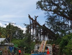 Untuk Keamanan Pengguna Jalan, Pemdes Selengen Bersama Tim Gabungan Lakukan Perompesan Pohon Beringin