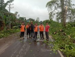 Tim Gabungan Bergerak Cepat Evakuasi Pohon Tumbang di Sekayu, Bupati HM Toha Apresiasi Respons Sigap