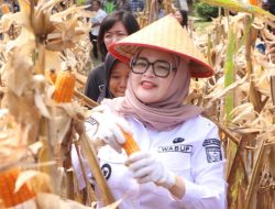 Dukung Swasembada Pangan Nasional, Wabup Netta dan Kapolres Banyuasin Panen Jagung Bersama