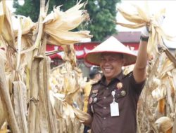 Dukung Swasembada Pangan, Kajari Mura Turut Serta Panen Raya Jagung