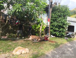 Semarak Kurban Jamaah Masjid Ittihaadul Ummah San Baro Bentek Gangga