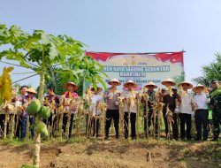 Dukung Swasembada Pangan Nasional, Bupati dan Kapolres Banyuasin Panen Raya Jagung di Sungai Rengit