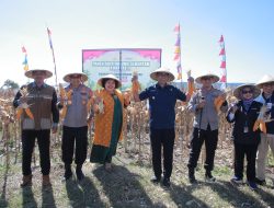Dukung Swasembada Pangan Nasional 2025, Kapolda NTB Ikut Panen Jagung di Sumbawa