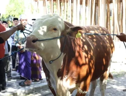 Idul Adha 1446 H, Pemprov NTB Bagikan 11 Ekor Sapi dari Presiden Prabowo Subianto