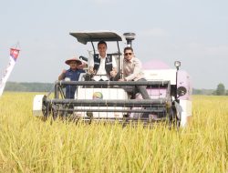 Usai Panen Raya, Petani OKI Langsung Tanam Padi IP 300