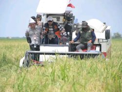 Panen Padi IP 100 danTanam Padi IP 200, Bupati Askolani Optimis Banyuasin Jadi Penghasil Gabah Nomor 1 di Indonesia