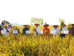 Optimalisasi Lahan Sawah di OKI Tingkatkan Indeks Pertanaman
