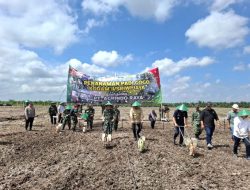 Perkuat Ketahanan Pangan Nasional, Sinergi Pemkab Banyuasin dan Pangdam II/ Sriwijaya Tanam Padi Gogo