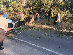 Polsek Tanjung Bersama Damkar dan BPBD Sigap Evakuasi Pohon Tumbang di Jalan Raya Dusun Tembobor Selatan