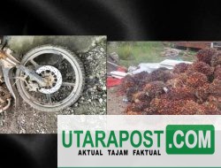 Ungkap Kasus Pencurian 2 Ton Buah Sawit 2, Polsek Tanjung Lago Tamgkap Satu Tersangka 