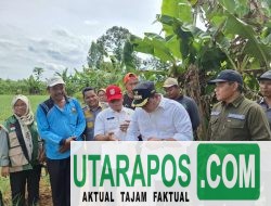 Tinjau Kebun Bawang Merah Desa Tirto Sari, Bupati Banyuasin: Kita Bisa Menjadi Nomor Satu Lumbung Pangan Nasional