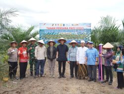 Petani Sawit OKI Manfaatkan 778 Hektare Lahan PSR untuk Tanam Padi Gogo