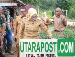 Wabup Banyuasin Tinjau Lahan Pertanian Cabai, Dukung Ketahanan Pangan Daerah