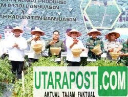 Bupati Askolani Bersama Forkopimda Banyuasin Panen Raya 4 Ton Cabai