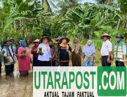 Camat Kayangan Turun ke Sawah Dukung Swasembada Pangan Nasional