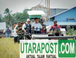 Wamentrans dan Bupati Panen Raya di Telang Rejo.