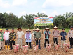 Polres Mura Bersama Stakeholder Terkait, Tanam Jagung Serentak Kuartal I Tahun 2026