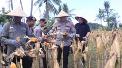 Pimpin Panen Raya Jagung, Wakapolda NTB: Ini Dukungan Nyata Polri Sukseskan Program Pemerintah