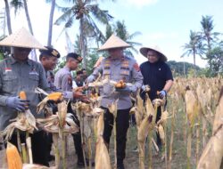 Pimpin Panen Raya Jagung, Wakapolda NTB: Ini Dukungan Nyata Polri Sukseskan Program Pemerintah