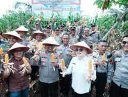 Perkuat Sinergi Ketahanan Pangan, Pemkab Banyuasin dan Polres Banyuasin Panen Jagung Di Desa Sungai Rengit