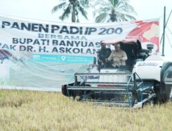 Bupati Banyuasin Bersama Warga Srimulyo Panen Padi Sekaligus Dialog Bareng