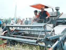 Bupati Banyuasin Optimis Hasil Panen Padi dan Jagung Akan Tinggi