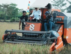 Dorong Produktivitas Pertanian Banyuasin, Wabup Netta Panen Raya Padi di Rambutan