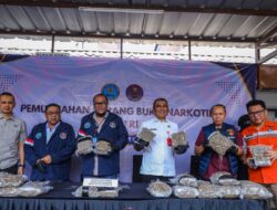 BNN Musnahkan 14,6 Kg Ganja Hasil Ungkap WNA Asal China di Soekarno-Hatta