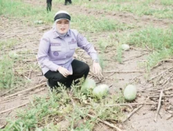 Dukung Ketahanan Pangan, Wabup Netta Panen Semangka di Desa Daya Makmur