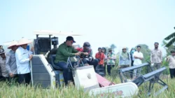 Komitmen Perkuat Ketahanan Pangan Banyuasin, Bupati Askolani Panen Raya Padi IP 100 di Desa Sungai Dua