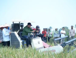 Komitmen Perkuat Ketahanan Pangan Banyuasin, Bupati Askolani Panen Raya Padi IP 100 di Desa Sungai Dua